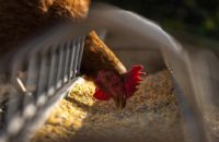 What Did People Feed Their Chickens Before Commercial Chicken Feed?