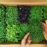 Boost your nutrient intake by adding microgreens to your diet