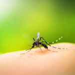 NIH-funded trial used GMO mosquitoes to vax humans
